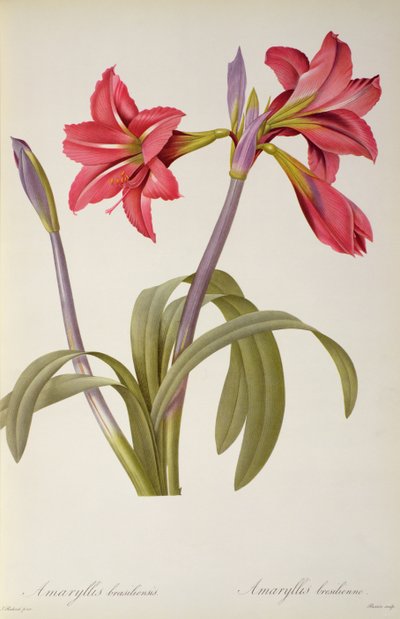 Amaryllis Brasiliensis, de 